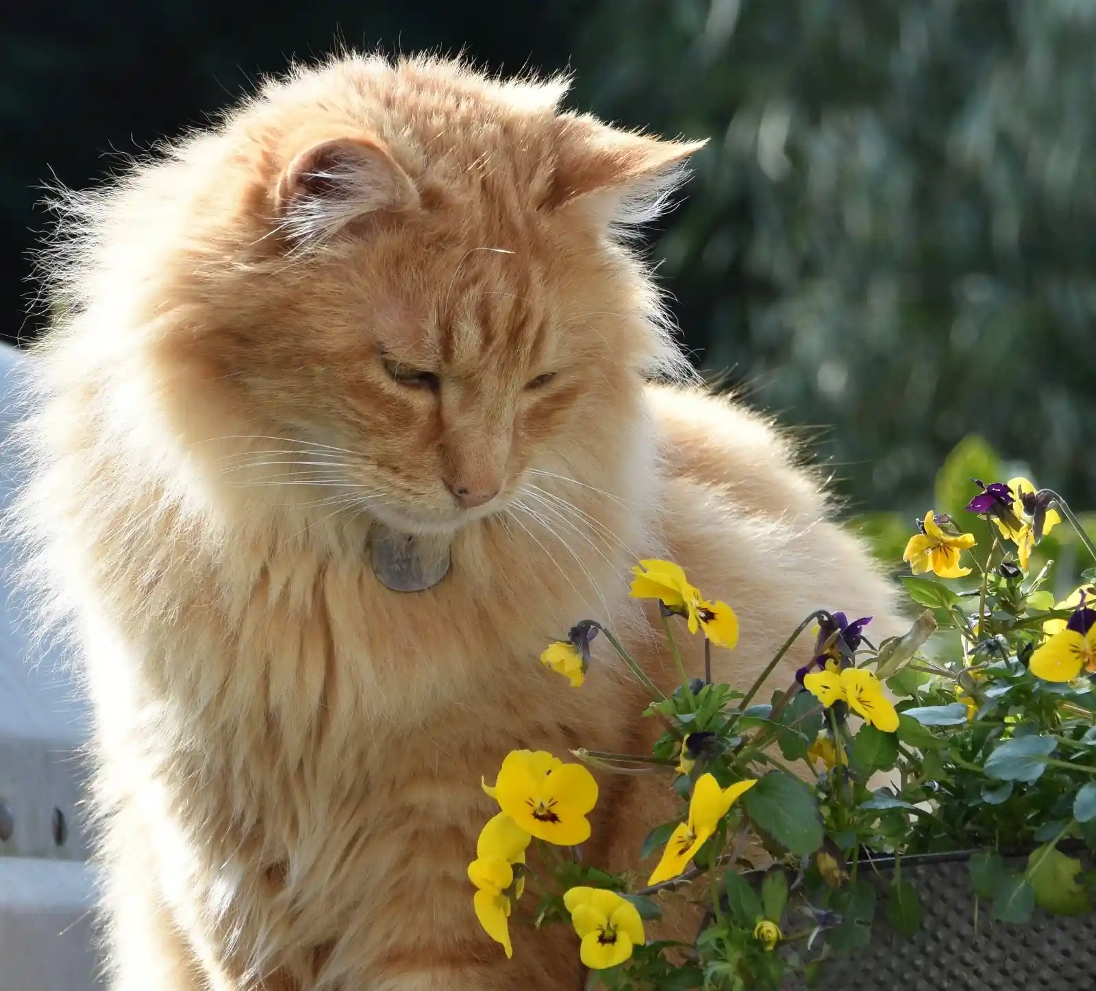 My cat, Albus, looking at some flowers in our garden
